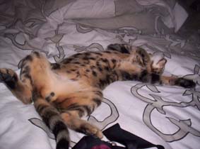 chat
